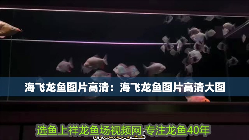 海飛龍魚圖片高清：海飛龍魚圖片高清大圖
