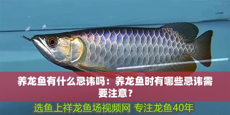養龍魚有什么忌諱嗎：養龍魚時有哪些忌諱需要注意？