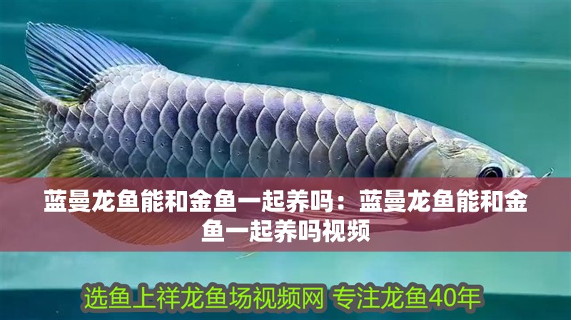 藍曼龍魚能和金魚一起養嗎：藍曼龍魚能和金魚一起養嗎視頻