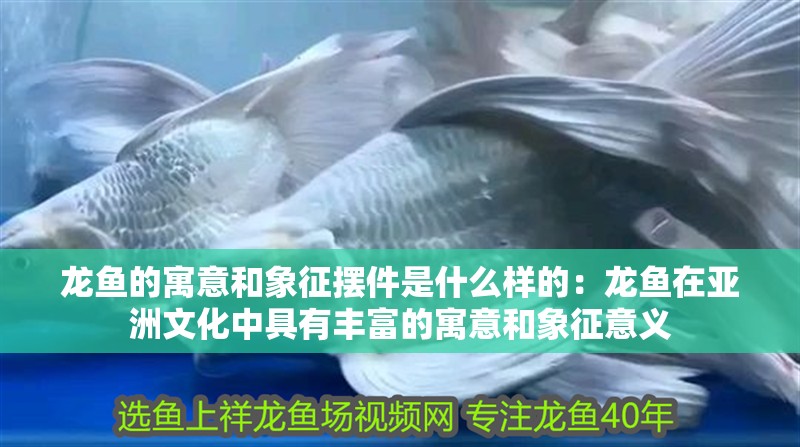 龍魚的寓意和象征擺件是什么樣的：龍魚在亞洲文化中具有豐富的寓意和象征意義