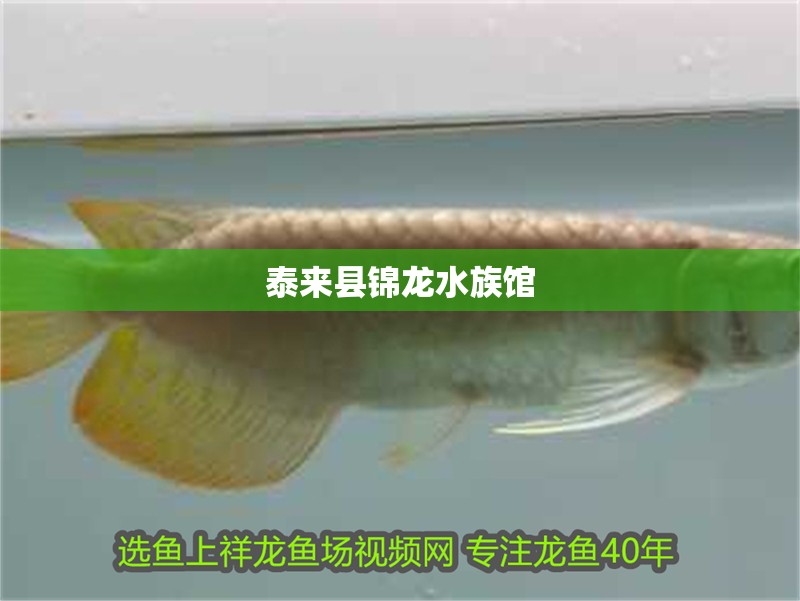 泰來(lái)縣錦龍水族館