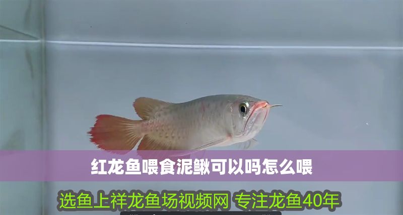 紅龍魚喂食泥鰍可以嗎怎么喂