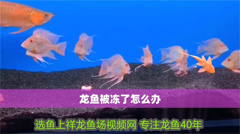 龍魚被凍了怎么辦