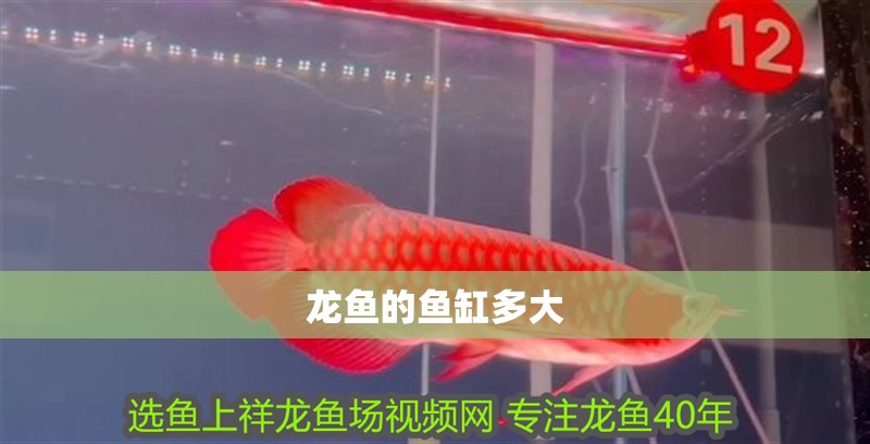 龍魚的魚缸多大
