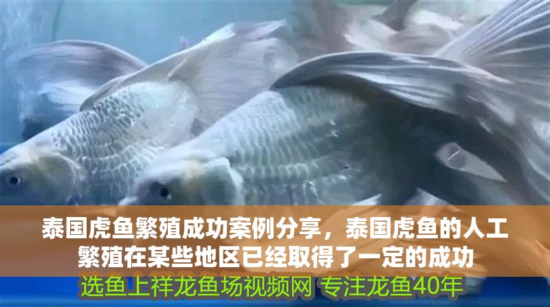 泰國(guó)虎魚(yú)繁殖成功案例分享，泰國(guó)虎魚(yú)的人工繁殖在某些地區(qū)已經(jīng)取得了一定的成功