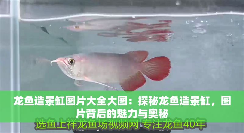 龍魚造景缸圖片大全大圖：探秘龍魚造景缸，圖片背后的魅力與奧秘