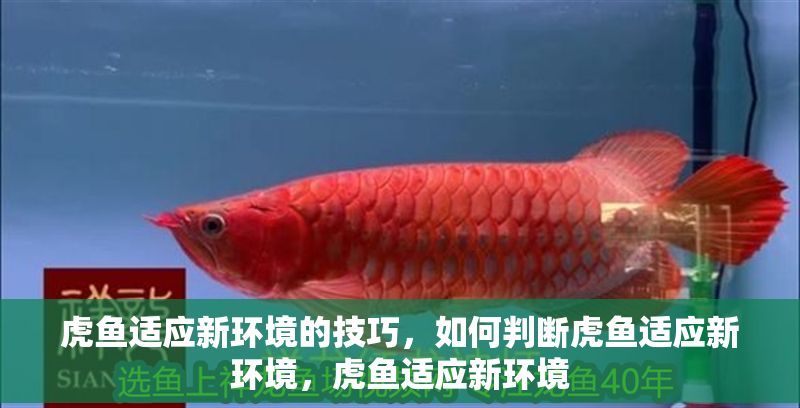 虎魚適應新環境的技巧，如何判斷虎魚適應新環境，虎魚適應新環境