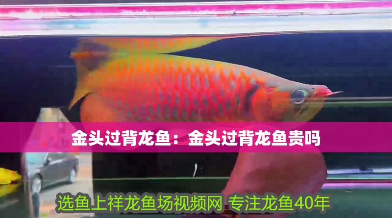 金頭過背龍魚：金頭過背龍魚貴嗎