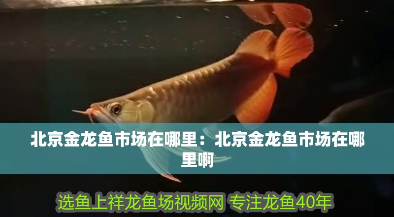北京金龍魚市場在哪里：北京金龍魚市場在哪里啊