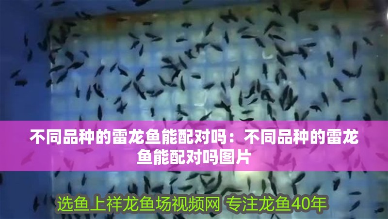 不同品種的雷龍魚能配對嗎：不同品種的雷龍魚能配對嗎圖片
