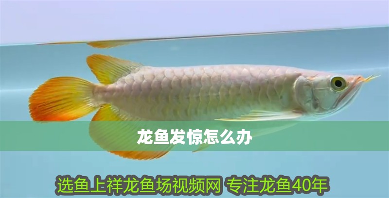 龍魚(yú)發(fā)驚怎么辦