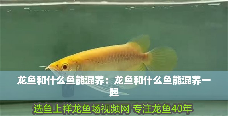 龍魚和什么魚能混養：龍魚和什么魚能混養一起