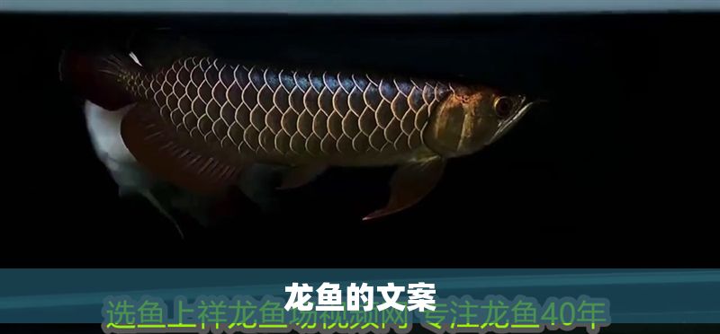 龍魚的文案
