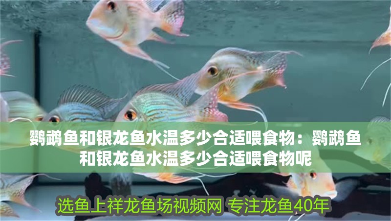 鸚鵡魚和銀龍魚水溫多少合適喂食物：鸚鵡魚和銀龍魚水溫多少合適喂食物呢
