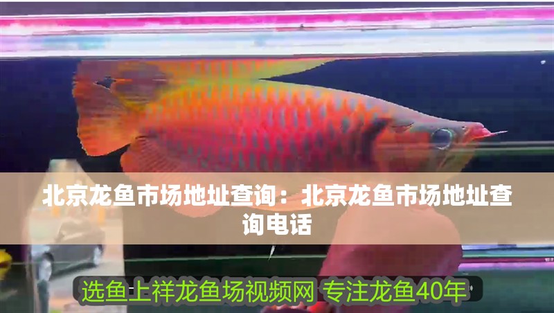 北京龍魚市場地址查詢：北京龍魚市場地址查詢電話