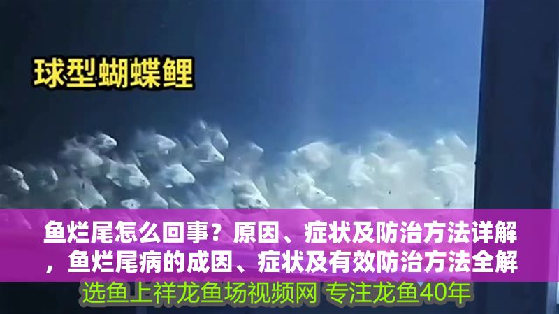 魚爛尾怎么回事？原因、癥狀及防治方法詳解，魚爛尾病的成因、癥狀及有效防治方法全解析