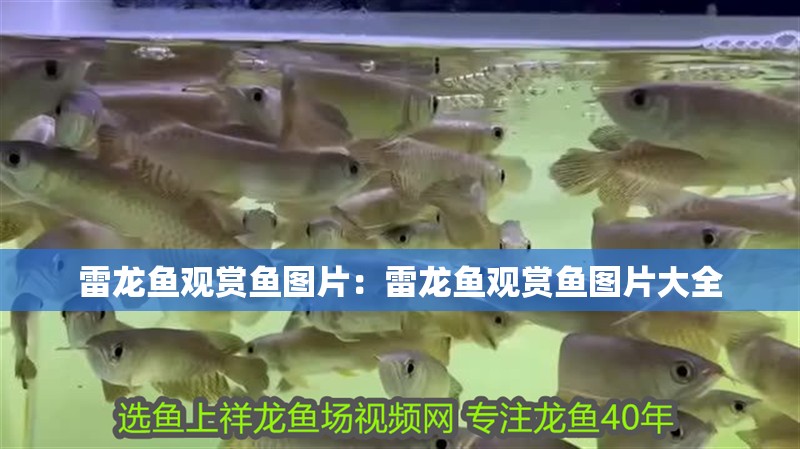 雷龍魚觀賞魚圖片：雷龍魚觀賞魚圖片大全