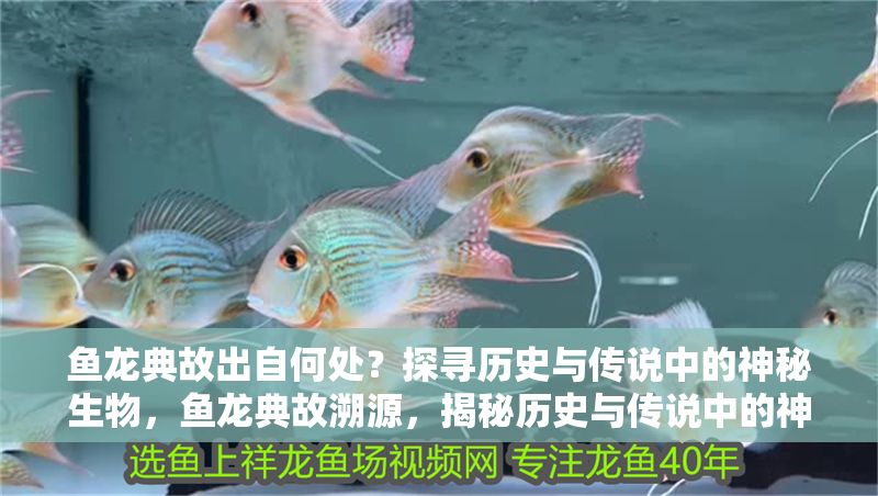 魚龍典故出自何處？探尋歷史與傳說中的神秘生物，魚龍典故溯源，揭秘歷史與傳說中的神秘生物之謎