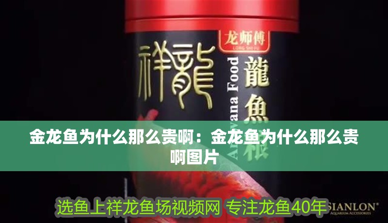 詳細閱讀:金龍魚為什么那么貴啊:金龍魚為什么那么貴啊圖片 金龍魚為什么那么貴啊:金龍魚為什么那么貴啊圖片