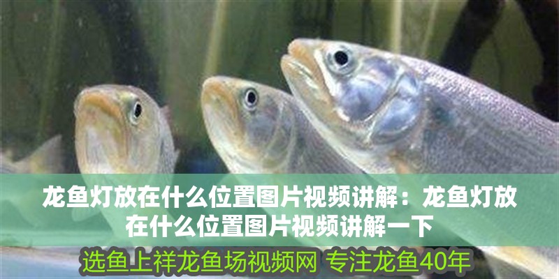 龍魚燈放在什么位置圖片視頻講解：龍魚燈放在什么位置圖片視頻講解一下