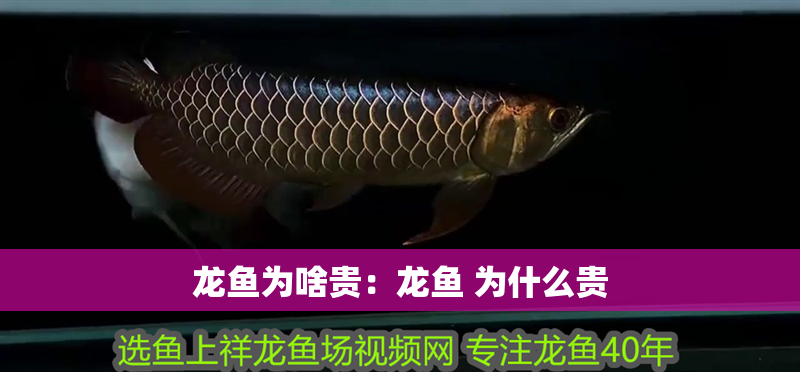 龍魚為啥貴：龍魚 為什么貴