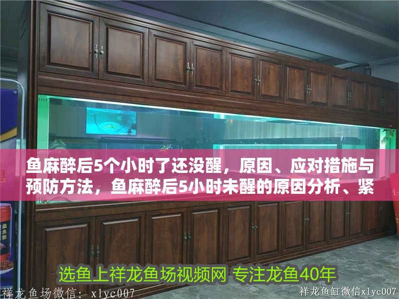 魚麻醉后5個小時了還沒醒，原因、應對措施與預防方法，魚麻醉后5小時未醒的原因分析、緊急處理及預防措施
