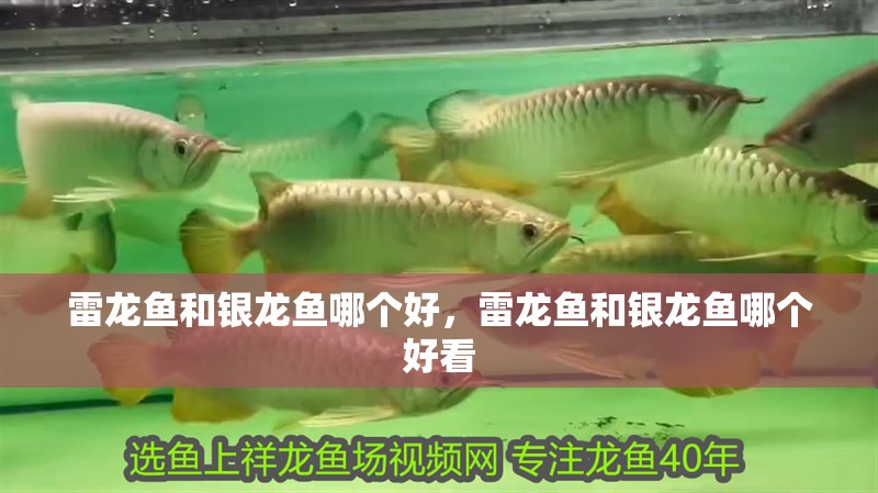 雷龍魚和銀龍魚哪個(gè)好，雷龍魚和銀龍魚哪個(gè)好看