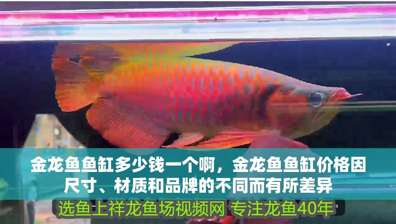 金龍魚魚缸多少錢一個啊，金龍魚魚缸價格因尺寸、材質和品牌的不同而有所差異