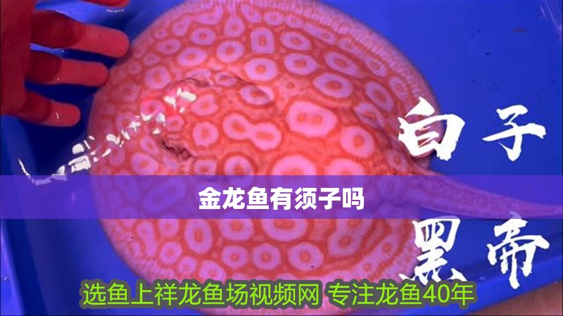 金龍魚有須子嗎
