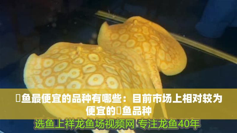 魟魚最便宜的品種有哪些：目前市場上相對較為便宜的魟魚品種
