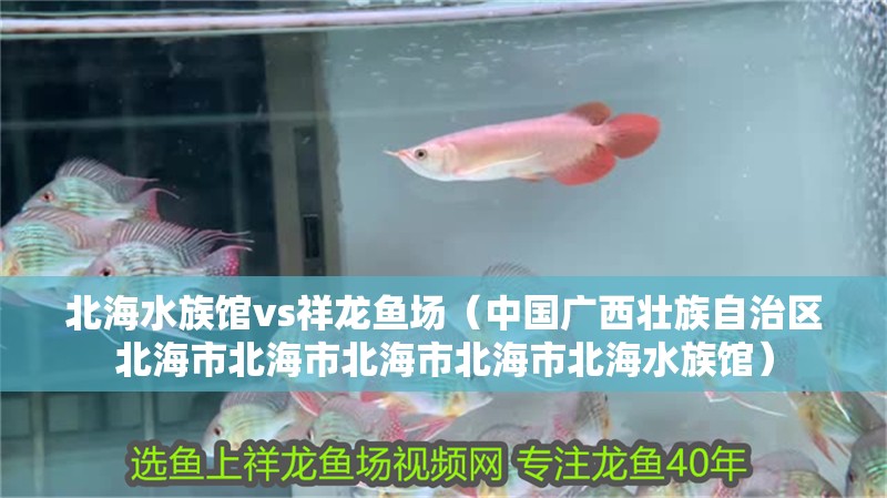 北海水族館vs祥龍魚場（中國廣西壯族自治區北海市北海市北海市北海市北海水族館）