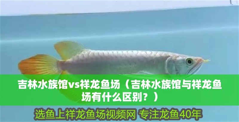 <strong><mark>吉林</mark></strong>水族館vs祥龍魚場（<strong><mark>吉林</mark></strong>水族館與祥龍魚場有什么區別？）
