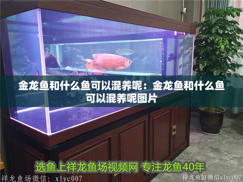 金龍魚和什么魚可以混養呢：金龍魚和什么魚可以混養呢圖片