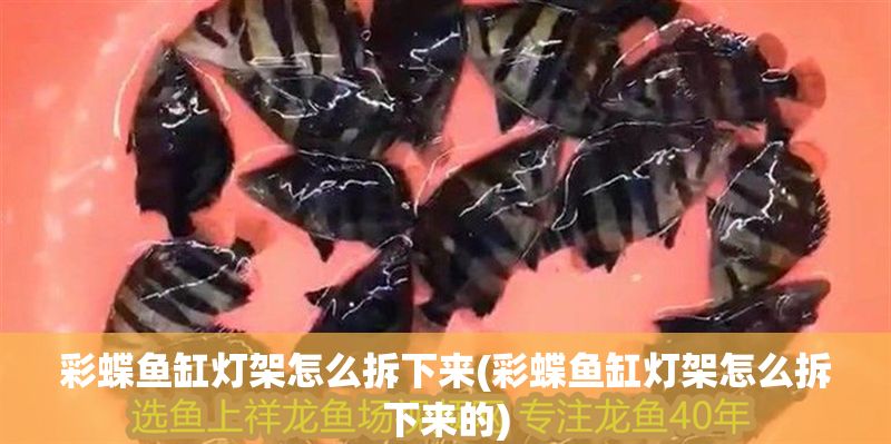 彩蝶魚缸燈架怎么拆下來(彩蝶魚缸燈架怎么拆下來的)