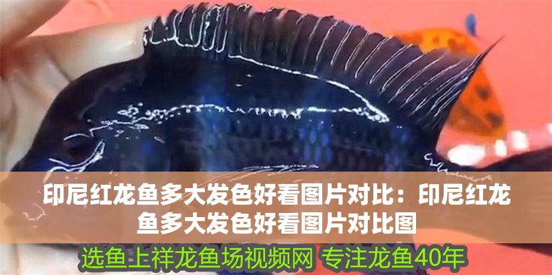 印尼紅龍魚多大發色好看圖片對比：印尼紅龍魚多大發色好看圖片對比圖
