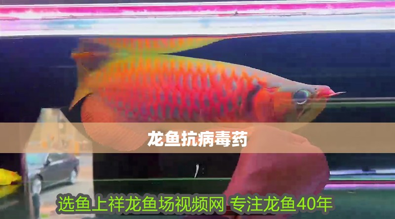 龍魚抗病毒藥