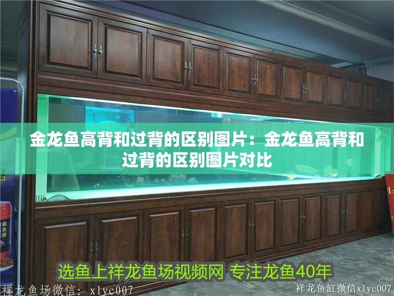 金龍魚高背和過背的區別圖片：金龍魚高背和過背的區別圖片對比
