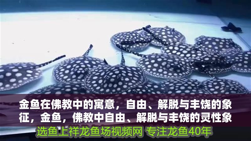 金魚在佛教中的寓意，自由、解脫與豐饒的象征，金魚，佛教中自由、解脫與豐饒的靈性象征