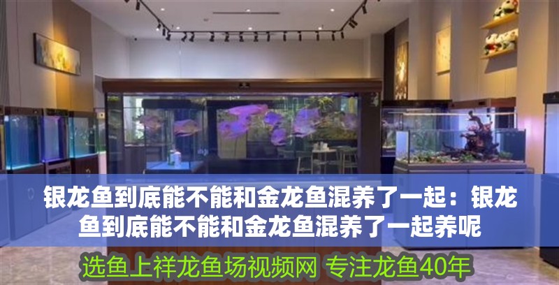 銀龍魚到底能不能和金龍魚混養了一起：銀龍魚到底能不能和金龍魚混養了一起養呢