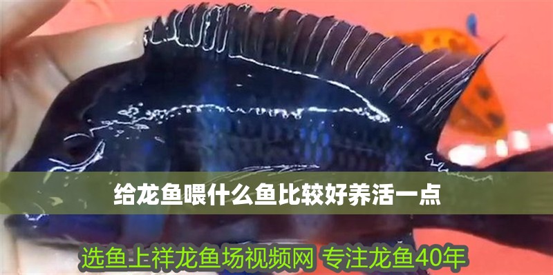 給龍魚喂什么魚比較好養(yǎng)活一點(diǎn)