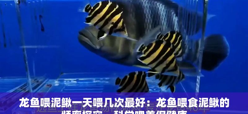 龍魚喂泥鰍一天喂幾次最好：龍魚喂食泥鰍的頻率探究，科學(xué)喂養(yǎng)促健康
