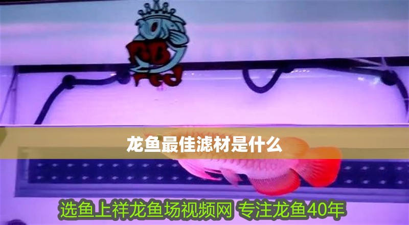 龍魚最佳濾材是什么