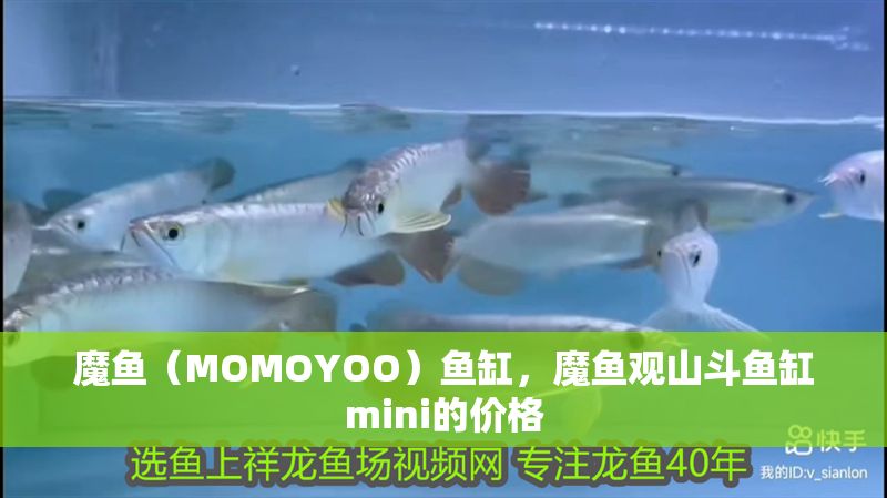 魔魚（MOMOYOO）魚缸，魔魚觀山斗魚缸mini的價格