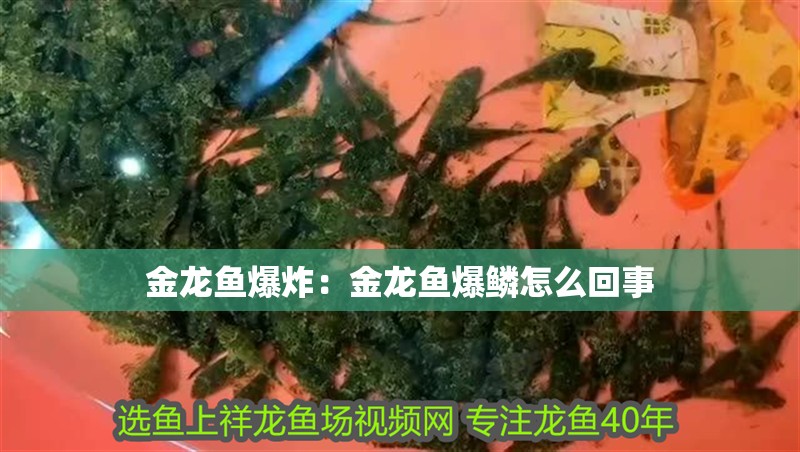 金龍魚爆炸：金龍魚爆鱗怎么回事