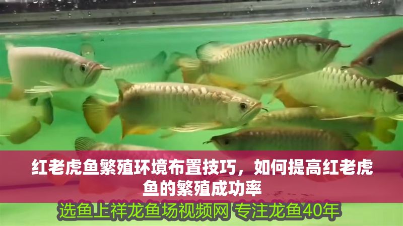 紅老虎魚繁殖環境布置技巧，如何提高紅老虎魚的繁殖成功率