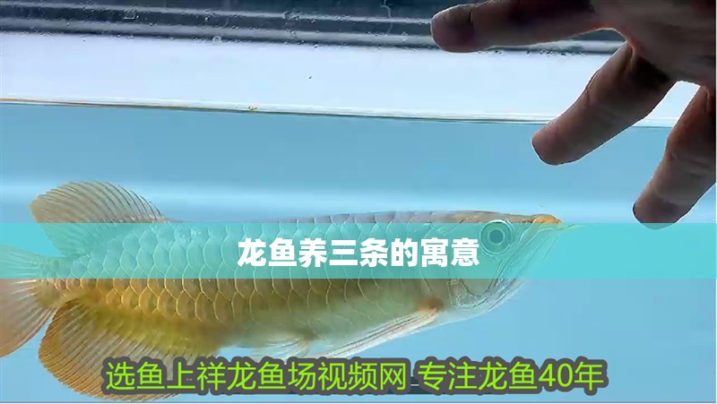 龍魚養三條的寓意