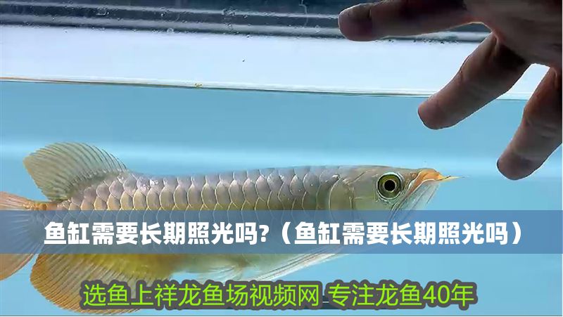 魚缸需要長期照光嗎?（魚缸需要長期照光嗎）