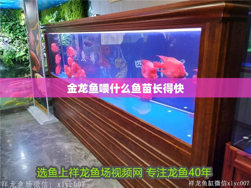 金龍魚喂什么魚苗長得快