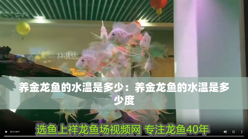養金龍魚的水溫是多少：養金龍魚的水溫是多少度