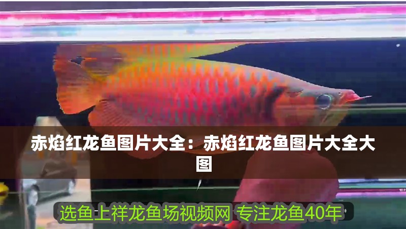 赤焰紅龍魚圖片大全：赤焰紅龍魚圖片大全大圖